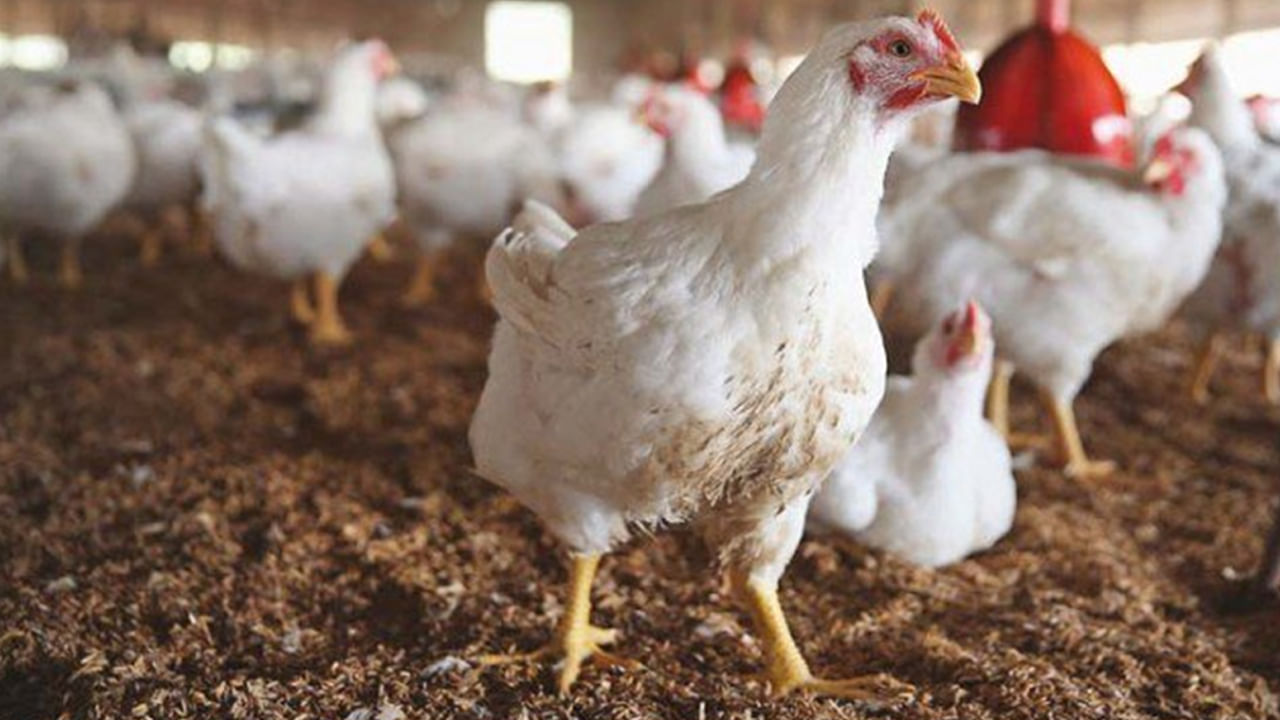 జూన్ మూడో వారం నుంచి రాష్ట్రవ్యాప్తంగా ఉష్ణోగ్రతలు గణనీయంగా తగ్గడంతో.. కోళ్ల ఉత్పత్తి పెరిగింది. దీంతో మార్కెట్లో కోళ్ల లభ్యత పెరిగి.. క్రమంగా తగ్గుతున్నట్లు వ్యాపారులు తెలిపారు. ప్రస్తుతం చికెన్ ధర రూ.220 నుంచి రూ.250 వరకు ఉంది. ఇది ఇంకా తగ్గే అవకాశం ఉంది.