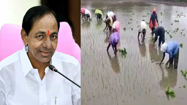 Telangana: పొలంలో వరినాట్లు వేస్తున్న మహిళలు.. కేసీఆర్కు మద్దతుగా మహిళ రైతుల పాటలు..