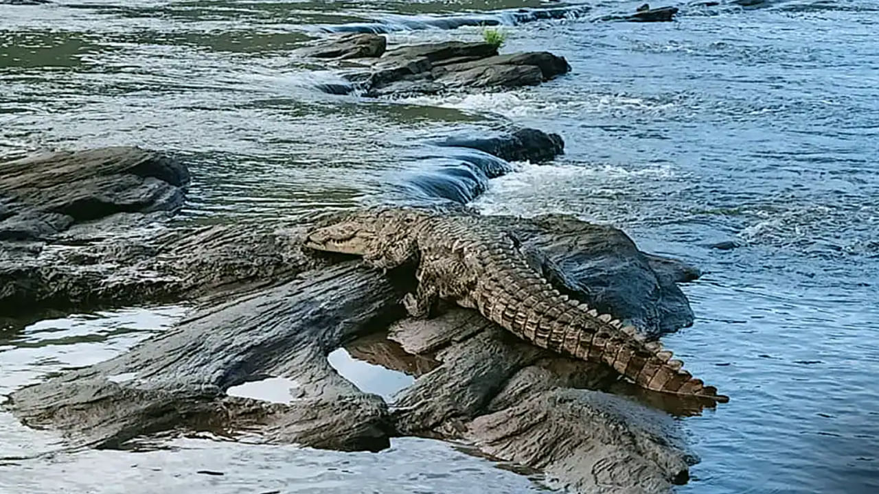 Heavy Rains: ఉప్పొంగుతున్న నదులు.. హరిద్వార్‌‌లో ఇళ్లల్లోకి దర్శనమిస్తున్న మొసళ్లు.. భయందోళనల్లో స్థానికులు