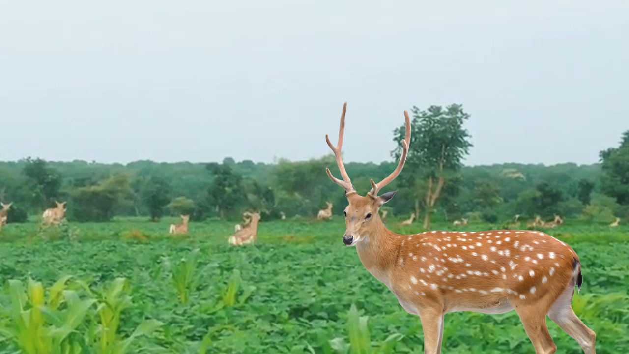 చిరుజల్లులతో పరవశించిన ప్రకృతి.. పొలాల్లో చెంగు చెంగున ఎగురుతున్న జింకలు.. అపురూపమైన దృశ్యం..