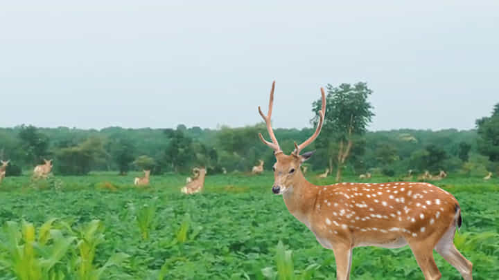 చిరుజల్లులతో పరవశించిన ప్రకృతి.. పొలాల్లో చెంగు చెంగున ఎగురుతున్న జింకలు.. అపురూపమైన దృశ్యం.. చిరుజల్లులతో పరవశించిన ప్రకృతి.. పొలాల్లో చెంగు చెంగున ఎగురుతున్న జింకలు.. అపురూపమైన దృశ్యం..