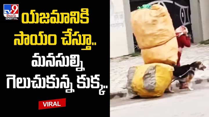 యజమానికి సాయం చేస్తూ.. మనసుల్ని గెలుచుకున్న కుక్క యజమానికి సాయం చేస్తూ.. మనసుల్ని గెలుచుకున్న కుక్క