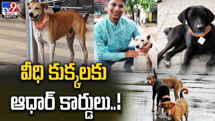 వీధి కుక్కలకు ఆధార్ !! వివరాలతో డిజిటల్ క్యూ ఆర్కోడ్తో కార్డులు వీధి కుక్కలకు ఆధార్ !! వివరాలతో డిజిటల్ క్యూ ఆర్కోడ్తో కార్డులు