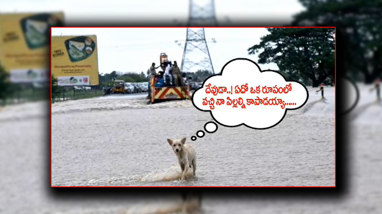 Watch Video: ‘నా పిల్లలను కాపాడండి’.. పోలీసుల చుట్టూ తిరుగుతూ వేడుకున్న తల్లి కుక్క.. వీడియో మీకోసం..