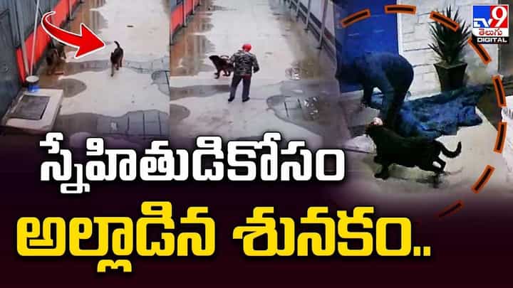 స్నేహితుడికోసం అల్లాడిన శునకం !! నెటిజన్లను ఆకట్టుకుంటున్న హార్ట్టచ్చింగ్ వీడియో స్నేహితుడికోసం అల్లాడిన శునకం !! నెటిజన్లను ఆకట్టుకుంటున్న హార్ట్టచ్చింగ్ వీడియో