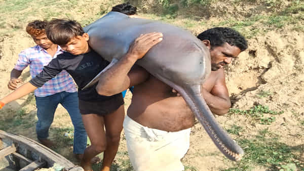 Dolphin in Yamuna: యమునా నదిలో డాల్ఫిన్ను వేటాడిన మత్స్యకారులు.. ఇంటికి మోసుకెళ్లి ఏం చేశారంటే..