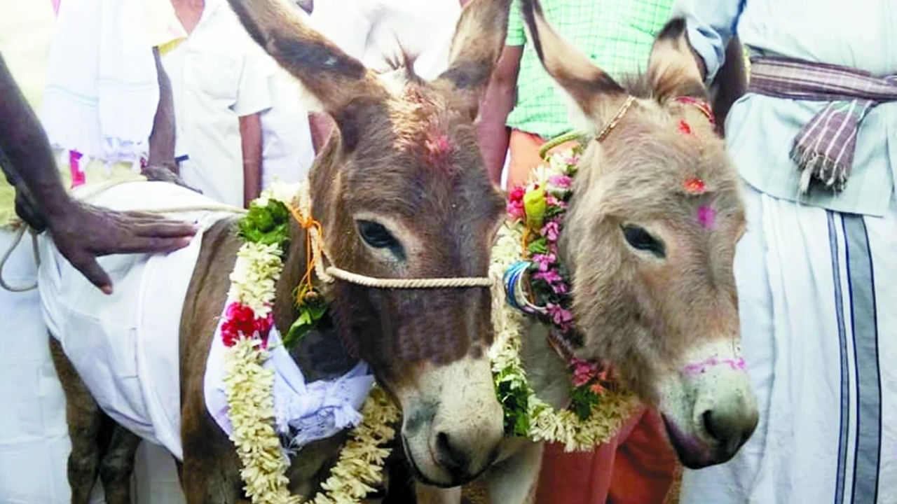 Donkey Marriage: గాడిదలకు ఘనంగా పెళ్లి, ఊరంతా ఊరేగింపు.. ఎందుకిలా చేశారంటే గ్రామస్తులు చెప్పిందిందే..!