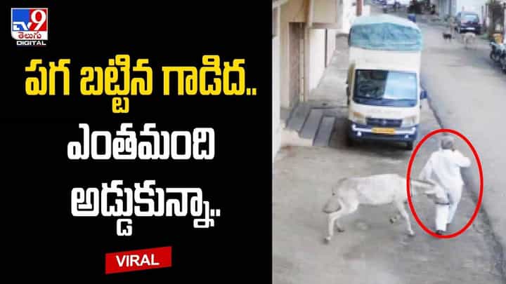 పగ బట్టిన గాడిద !! ఎంతమంది అడ్డుకున్నా ఆగల !! పగ బట్టిన గాడిద !! ఎంతమంది అడ్డుకున్నా ఆగల !!