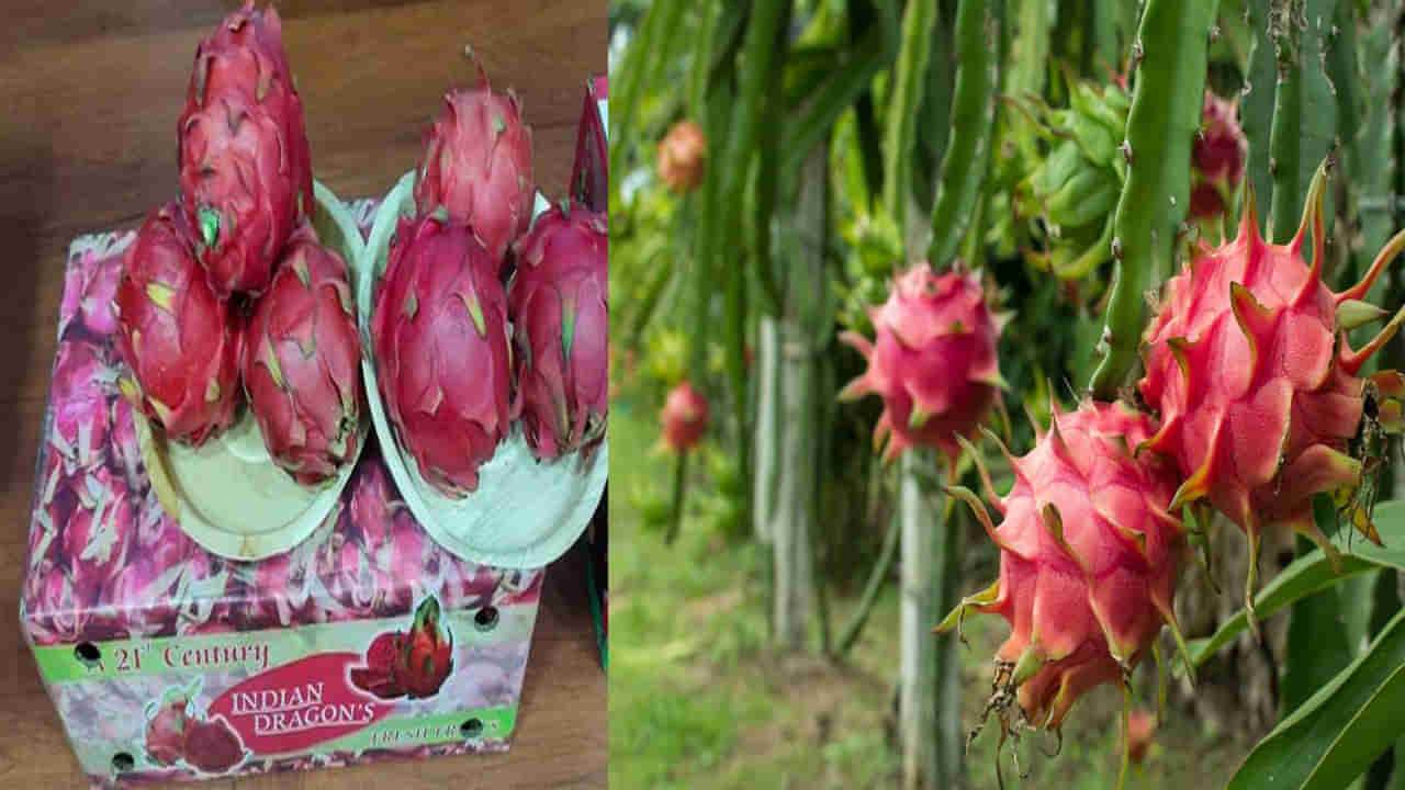 Success Story: లక్షల్లో ఆదాయం వచ్చే ఉద్యోగాలు వదిలి రైతులుగా మారిన అన్నదమ్ములు.. డ్రాగన్ పంటతో లాభాలు పంట..