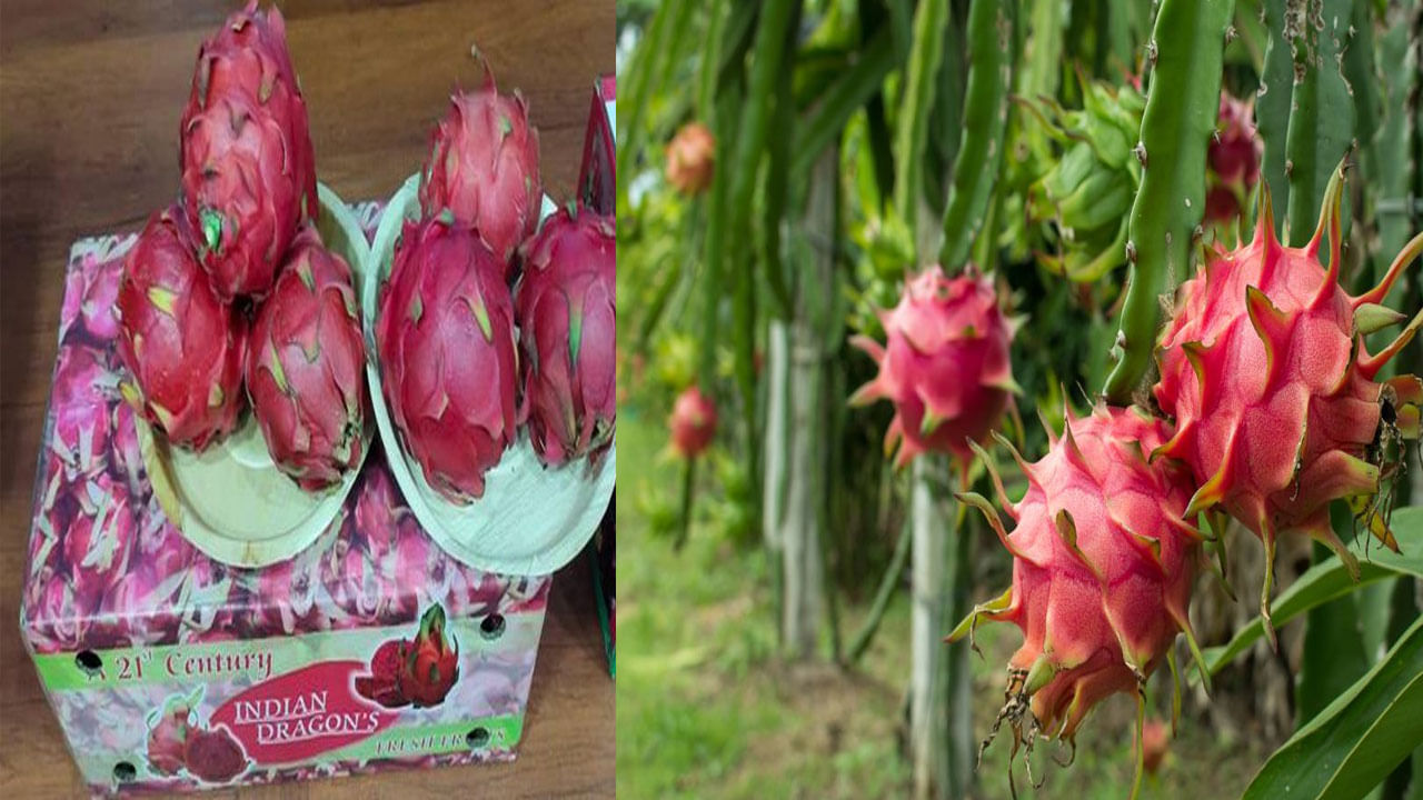 Success Story: లక్షల్లో ఆదాయం వచ్చే ఉద్యోగాలు వదిలి రైతులుగా మారిన అన్నదమ్ములు.. డ్రాగన్ పంటతో లాభాలు పంట..