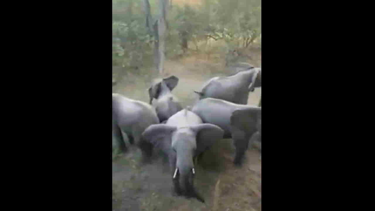 Viral Video: దూసుకొచ్చిన మృత్యువు.. జెడ్‌ప్లస్ సెక్యూరిటీగా మారిన ఏనుగుల మందం.. వీడియో చూస్తే షాకే..