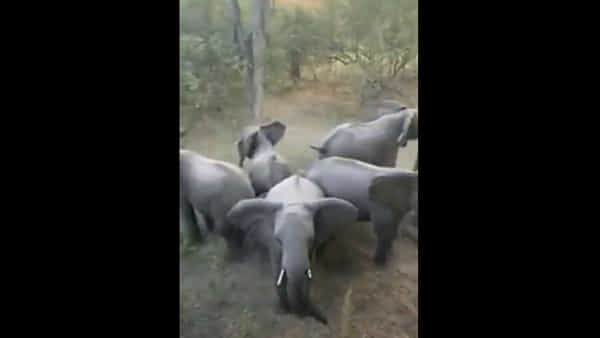 Viral Video: దూసుకొచ్చిన మృత్యువు.. జెడ్ప్లస్ సెక్యూరిటీగా మారిన ఏనుగుల మందం.. వీడియో చూస్తే షాకే..