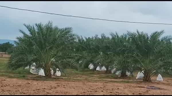 Business Idea: ఈ పంట సాగు చేస్తే దశ తిరిగినట్టే.. ఎకరానికి లక్షల్లో రాబడి గ్యారంటీ.!