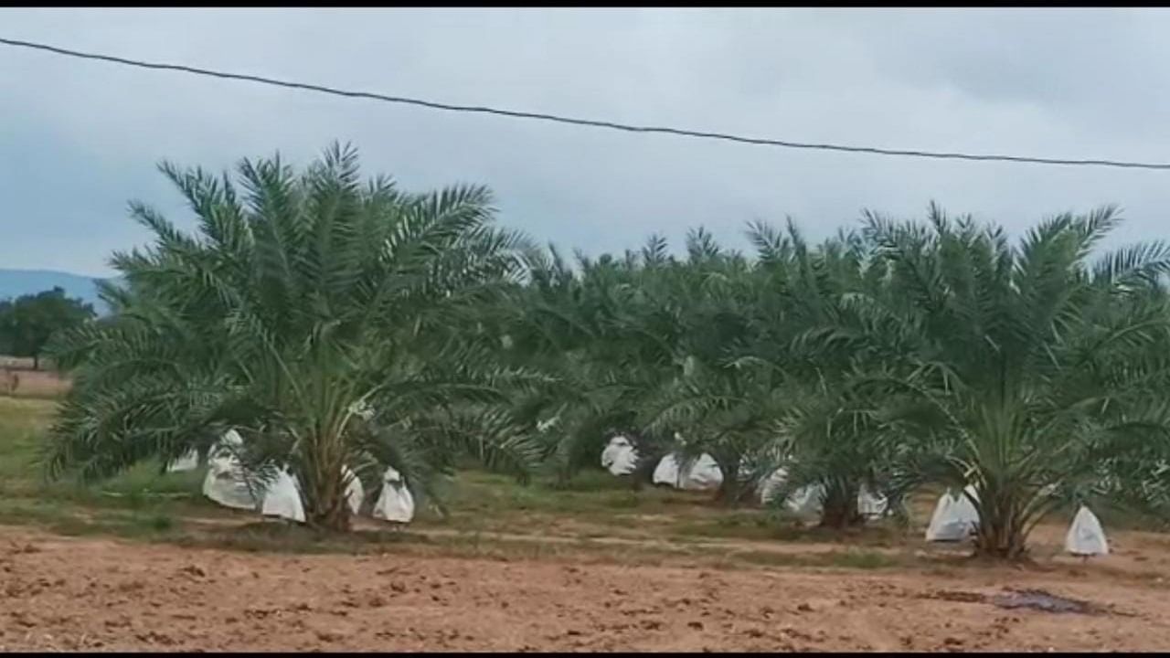 Business Idea: ఈ పంట సాగు చేస్తే దశ తిరిగినట్టే.. ఎకరానికి లక్షల్లో రాబడి గ్యారంటీ.!