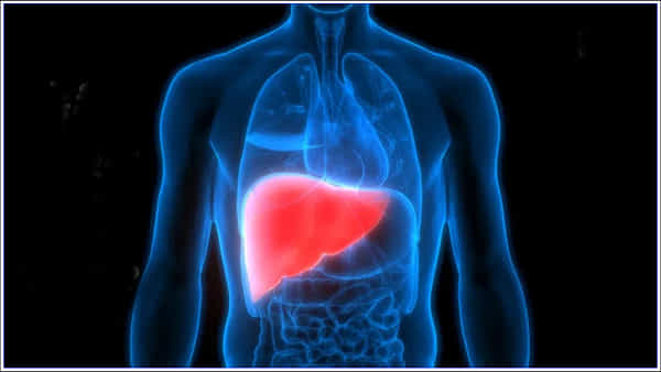 Fatty Liver: కొవ్వు పెరగడం వల్ల కాలేయంపై ఎలాంటి ప్రభావం చూపుతుంది..? నిపుణుల కీలక సూచనలు