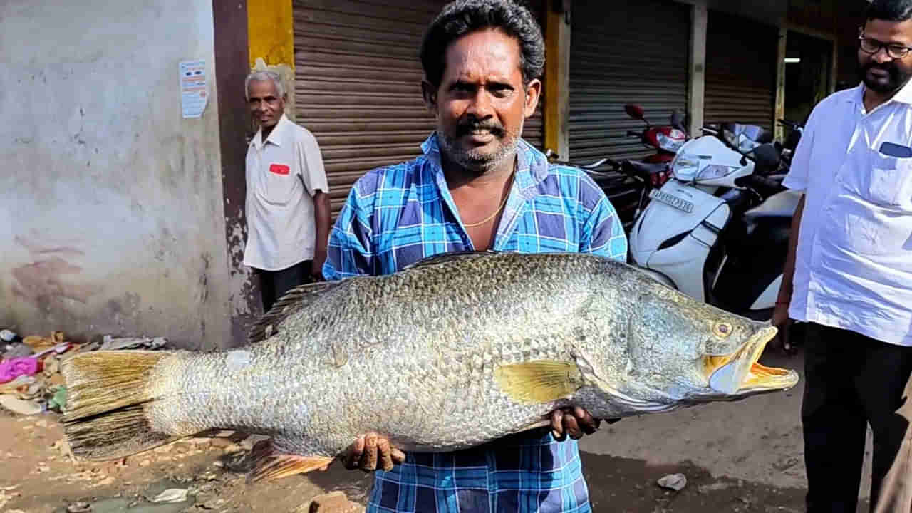 Pandugappa Fish: అబ్బ.. జాలరి పంట పండింది.. పండుగప్ప రేటు ఎంతో తెలిస్తే దిమ్మతిరగాల్సిందే..