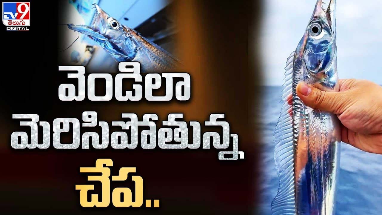 వెండిలా ధగధగా మెరిసిపోతున్న చేప !! మిలియన్లమందికి ఆకట్టుకుంటున్న హెయిర్ ...