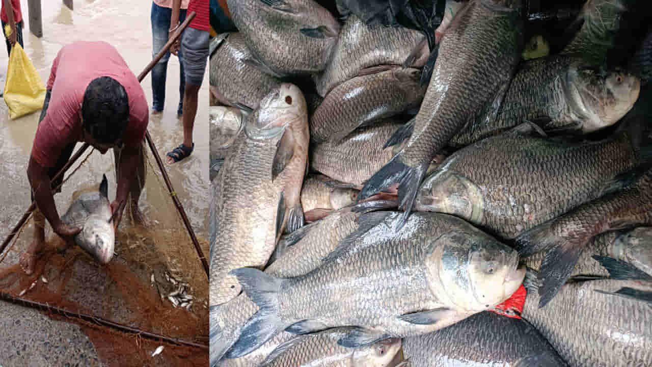 Fish Flood: వర్షాలకు కొట్టుకొస్తున్న భారీ చేపలు.. ఆటోల్లో నింపుకెళ్తున్న జనం