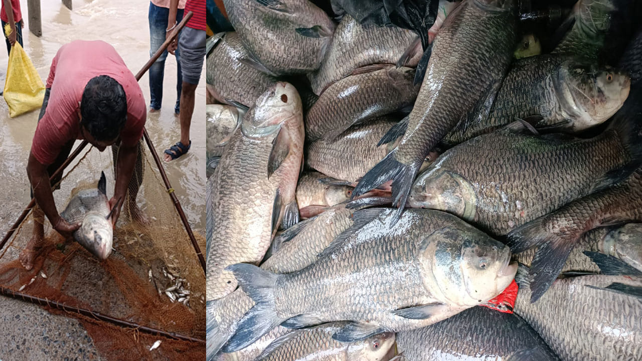 Fish Flood: వర్షాలకు కొట్టుకొస్తున్న భారీ చేపలు.. ఆటోల్లో నింపుకెళ్తున్న జనం