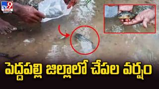 Viral Video: భారీ కొండచిలువను లాఘవంగా పట్టుకున్న కుర్రాడు.. వీడియో చూస్తే గూస్‌బంప్స్ ఖాయం..