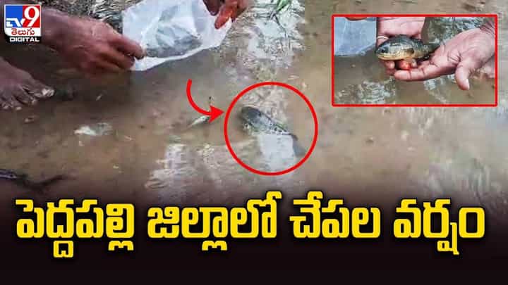 Fish Rain: పెద్దపల్లి జిల్లాలో చేపల వర్షం.. Fish Rain: పెద్దపల్లి జిల్లాలో చేపల వర్షం..