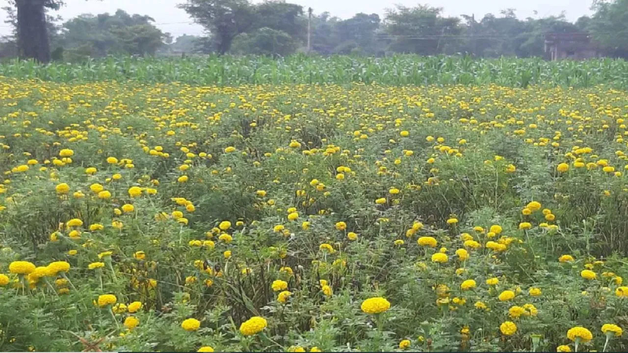 భారతదేశంలోని చాలా మంది రైతులు వరి, గోధుమ వంటి సాంప్రదాయ పంటలను పండించడం ద్వారా మాత్రమే మంచి ఆదాయాన్ని పొందవచ్చని భావిస్తున్నారు. అయితే వరి, గోధుమలతో పాటు అనేక ఇతర పంటలు కూడా ఉన్నాయని.. వాటి సాగు చేస్తే.. రైతులు ధనవంతులు కాగలరని రైతులు తెలుసుకోవాలి. ఈ పంటలలో పూల పెంపకం ఒకటి. వాస్తవానికి పువ్వుల పెంపకంతో రైతులు రోజు వారీగా సంపాదించుకోవచ్చు.  రైతు సోదరులు తక్కువ ఖర్చుతో ఎక్కువ ఆదాయం లభించే పువ్వుల సాగు బెస్ట్ ఎంపిక. 