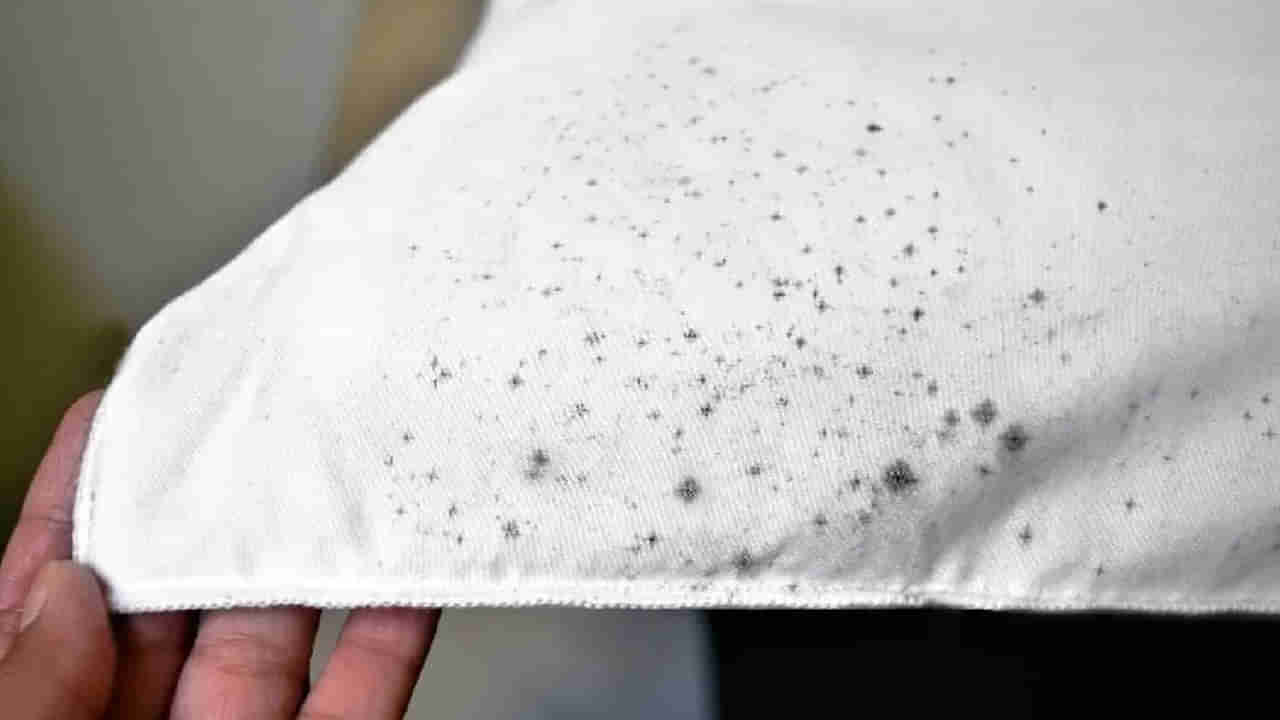 Black Spots on Clothes: వర్షాకాలంలో డ్రెస్‌లపై ఫంగస్ వస్తుందా? ఇలా ఈజీగా చెక్ పెట్టేయండి..