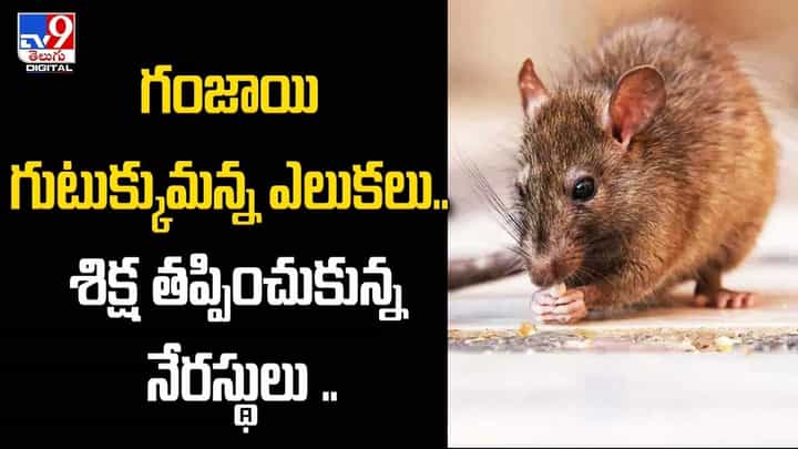 గంజాయి గుటుక్కుమన్న ఎలుకలు.. శిక్ష తప్పించుకున్న నేరస్థులు గంజాయి గుటుక్కుమన్న ఎలుకలు.. శిక్ష తప్పించుకున్న నేరస్థులు