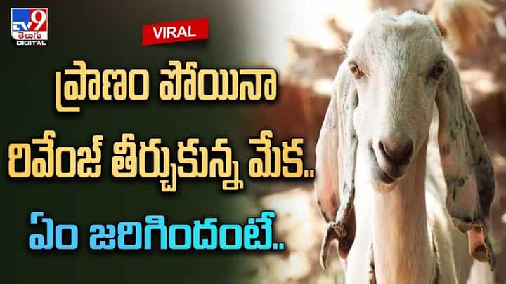ప్రాణం పోయినా రివేంజ్ తీర్చుకున్న మేక.. ఏం జరిగిందంటే ?? ప్రాణం పోయినా రివేంజ్ తీర్చుకున్న మేక.. ఏం జరిగిందంటే ??