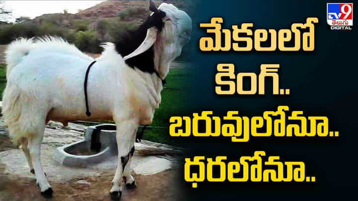 మేకలలో కింగ్.. బరువులోనూ ధరలోనూ కూడా.. ధర తెలిస్తే షాక్ మేకలలో కింగ్.. బరువులోనూ ధరలోనూ కూడా.. ధర తెలిస్తే షాక్