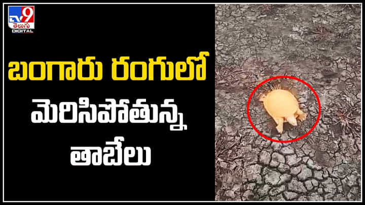 Golden Tortoise: బంగారు రంగులో మెరిసిపోతున్న గోల్డెన్ తాబేలు.. ఇదే అరుదైనది. వీడియో వైరల్.. Golden Tortoise: బంగారు రంగులో మెరిసిపోతున్న గోల్డెన్ తాబేలు.. ఇదే అరుదైనది. వీడియో వైరల్..