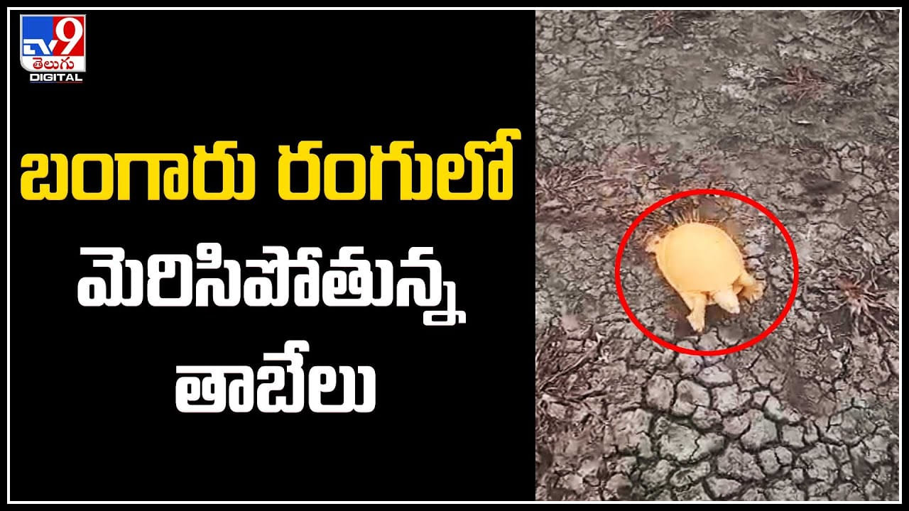 Golden Tortoise: బంగారు రంగులో మెరిసిపోతున్న గోల్డెన్ తాబేలు.. ఇదే అరుదైనది. వీడియో వైరల్..