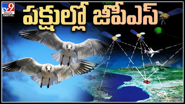 GPS in Birds: జీపీఎస్.. మనకు ఫోన్లలో.. పక్షులకు మెదడులో.. మైండ్ బ్లాక్ చేసే నిజం..! GPS in Birds: జీపీఎస్.. మనకు ఫోన్లలో.. పక్షులకు మెదడులో.. మైండ్ బ్లాక్ చేసే నిజం..!