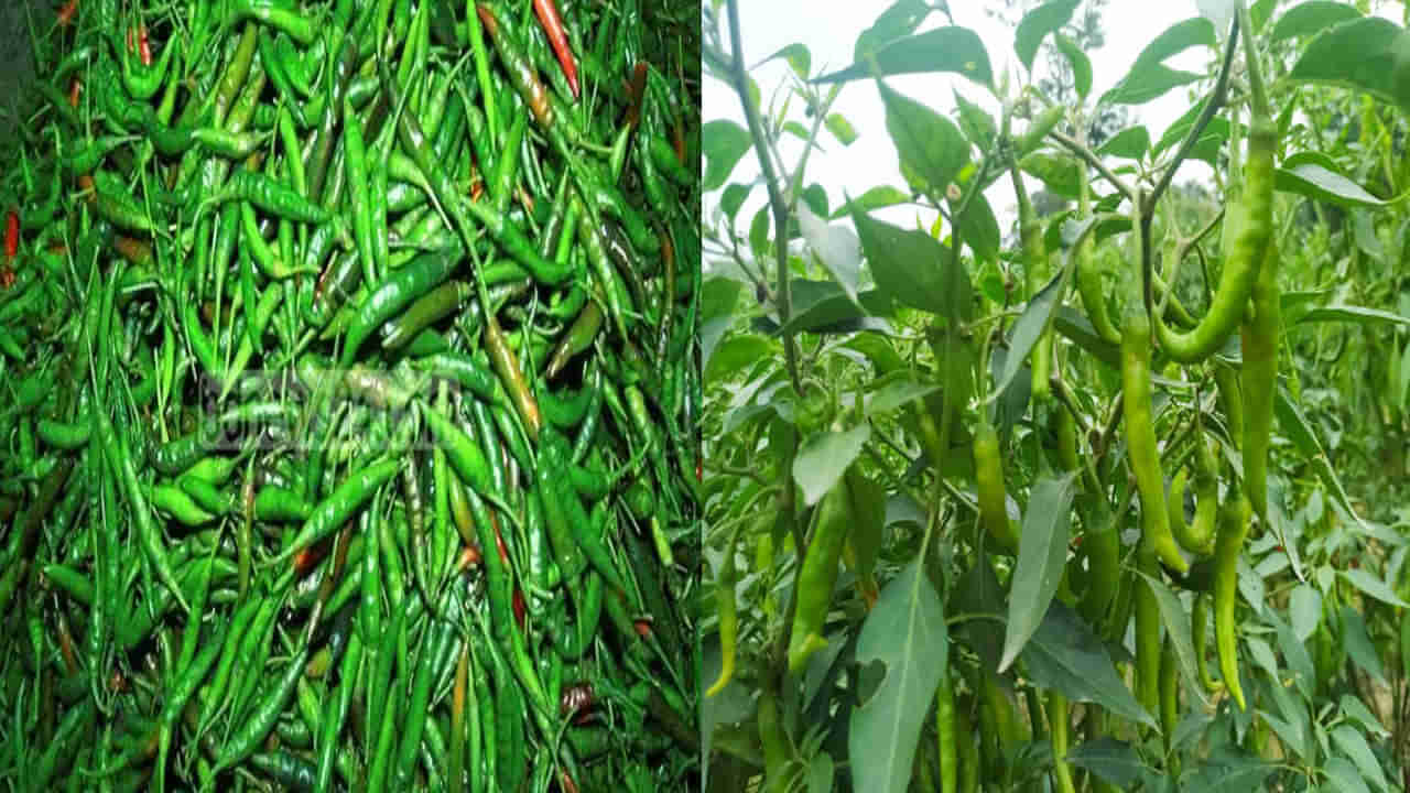 Tomato-Chillies Price Hike: టమాటా బాటలో పయనిస్తున్న పచ్చి మిర్చి .. కిలో రూ.400.. మరింత పెరిగే అవకాశం ఉందంటూ..