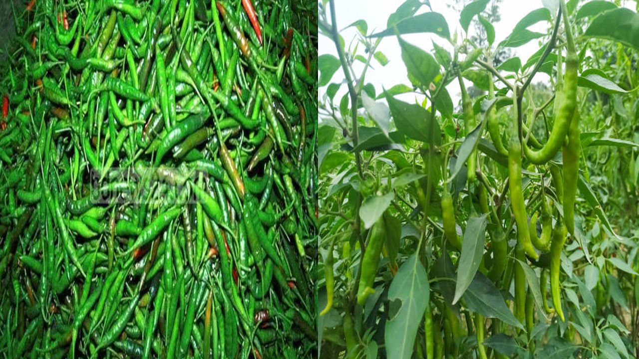 Tomato-Chillies Price Hike: టమాటా బాటలో పయనిస్తున్న పచ్చి మిర్చి .. కిలో రూ.400.. మరింత పెరిగే అవకాశం ఉందంటూ..