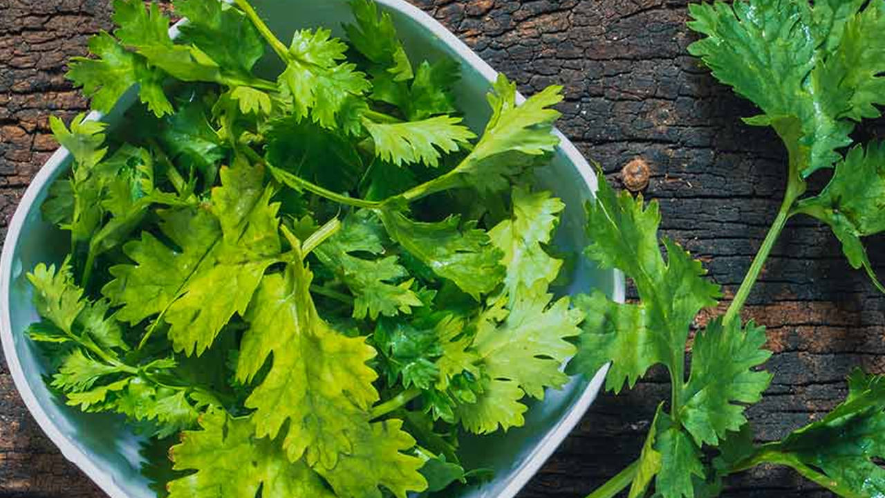 Green Coriander కొత్తిమీర కదా అని లైట్ తీసుకుంటున్నారా.. ఇది మానవ శరీర