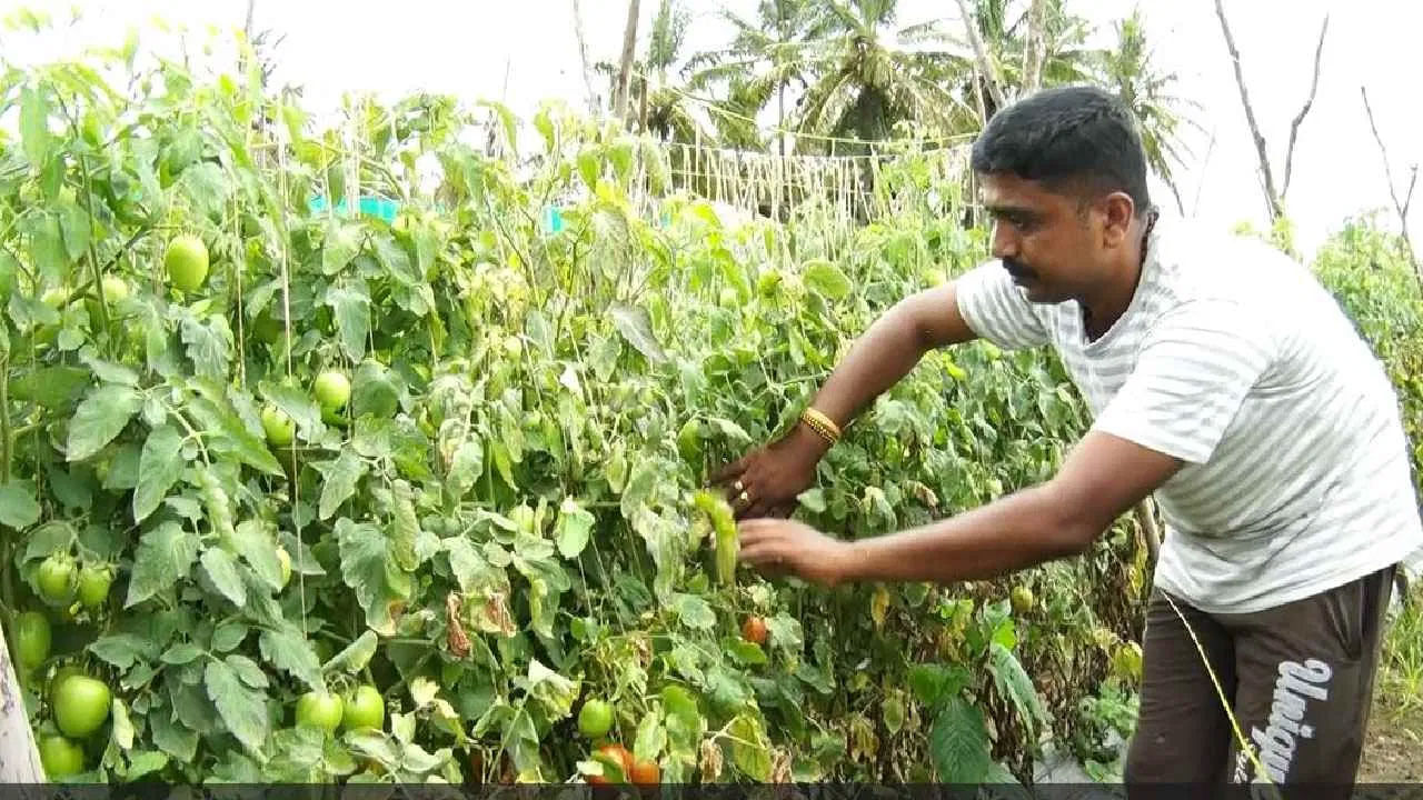 టమాటా దొంగిలించబడకుండా పగలు, రాత్రి కాపలా కాస్తూ, పంటను కాపాడుకుంటున్నాడు. ఇప్పుడు టమాటాకు బంపర్ ధర లభించినందుకు ఆనందంగా ఉన్నారు. కనీసం బాక్స్ ను 1000 రూపాయలకు అమ్మినా.. 67 లక్షల ఆదాయం వస్తుందని ఆశిస్తున్నానని చెప్పాడు భైరేష్. 