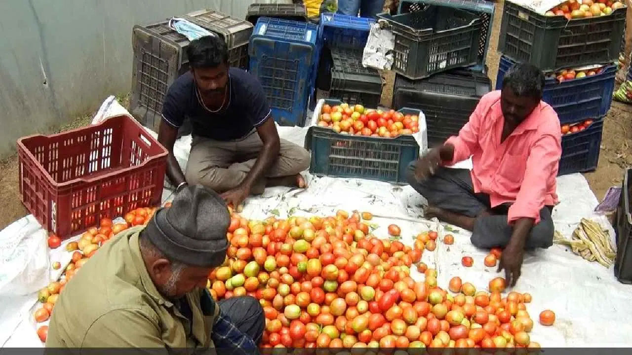 ఒక్కో పంటలో ఒకొక్క బాక్స్ 28 కిలోల బరువు చొప్పున ఇప్పటి వరకు 1000 బాక్సులకు పైగా టమాటను విక్రయించారు. ఇంకా మరో ఏడు సార్లు దిగుబడి వచ్చేటంత టమాటా పంట ఉంది. దీంతో బైరేష్ మరిన్ని లాభాలను అందుకునే అవకాశం ఉంది. 