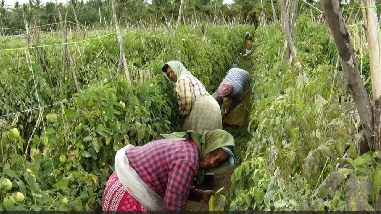 మూడు లక్షలు వెచ్చించి ఎకరం, ఆరు గుంటల్లో టమాట సాగు చేసిన బైరేష్.. తాను వ్యవసాయం  చేయడానికి పెట్టిన  ఖర్చును తీసివేస్తే ఇరవై లక్షల ఆదాయం వస్తుందని విశ్వాసం వ్యక్తం చేశాడు.
