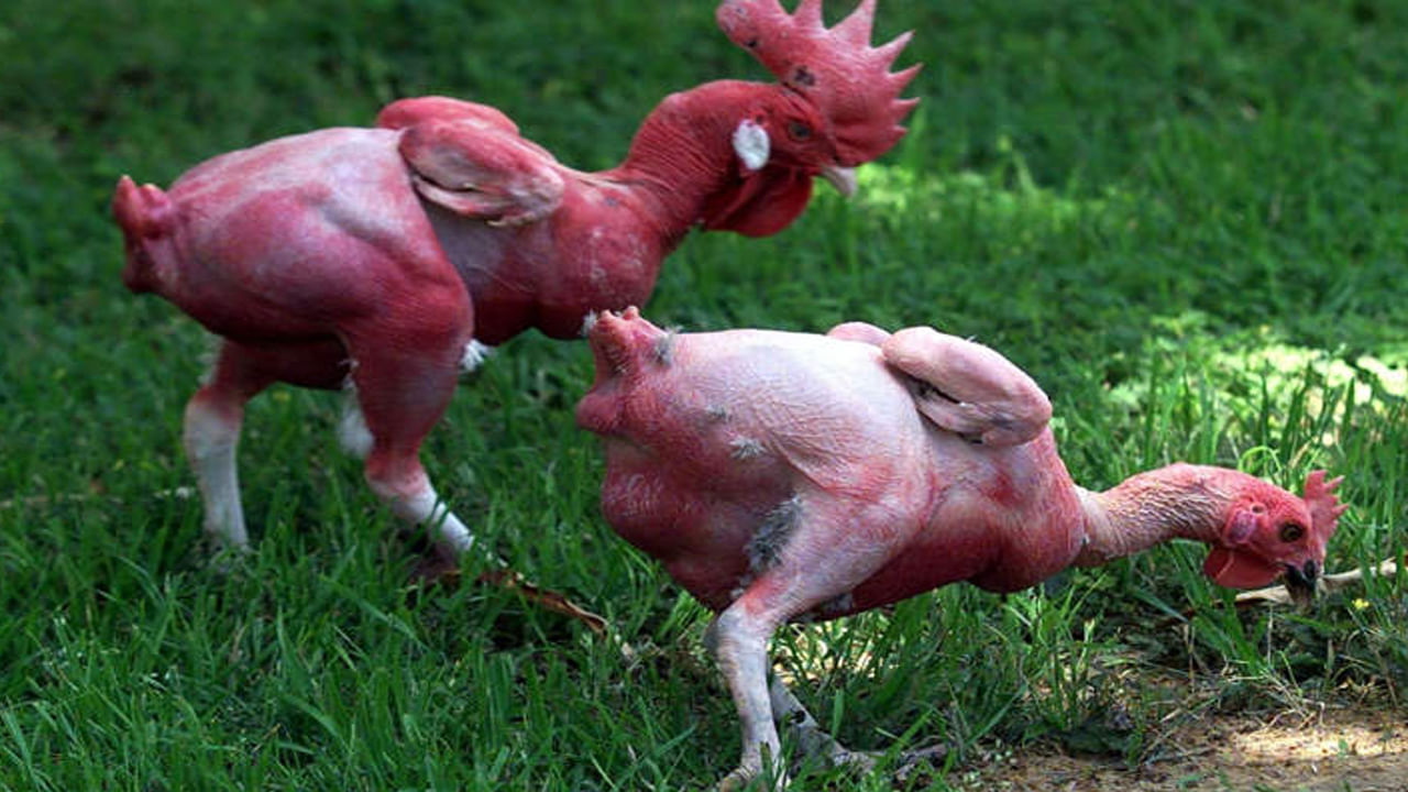 సాధారణంగా వేసవి కాలంలో కోళ్లు ఉష్ణోగ్రతలు తట్టుకోలేక మరణిస్తుంటాయి. అయితే ఇలాంటి సమస్యను పరిష్కరించేందుకు ఇజ్రాయెల్కు చెందిన ఓ శాస్త్రవేత్త ఈకలు లేని కోళ్లను సృష్టించాడు. వాస్తవానికి ప్రస్తుతం మార్కెట్లో అందుబాటులో ఉన్న బాయిలర్ కోళ్లు జన్యుపరంగా మార్పు చేసినవి. మరో విషయం ఏంటంటే అవి దాణా ఎక్కవగా తింటాయి.