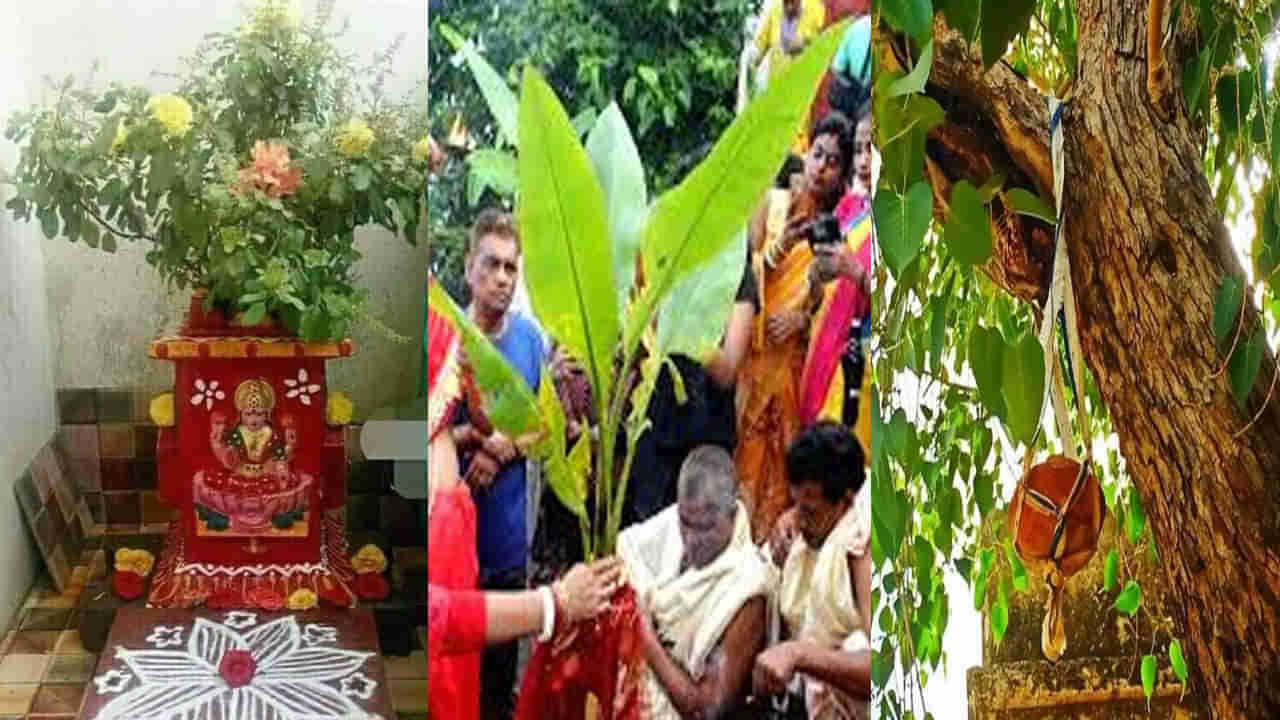 Holy Tree Puja: చెట్లను పూజించడం వలన కూడా కోరికలు నెరవేరతాయి.. ఏ రోజు ఏ చెట్టును పూజించాలంటే..