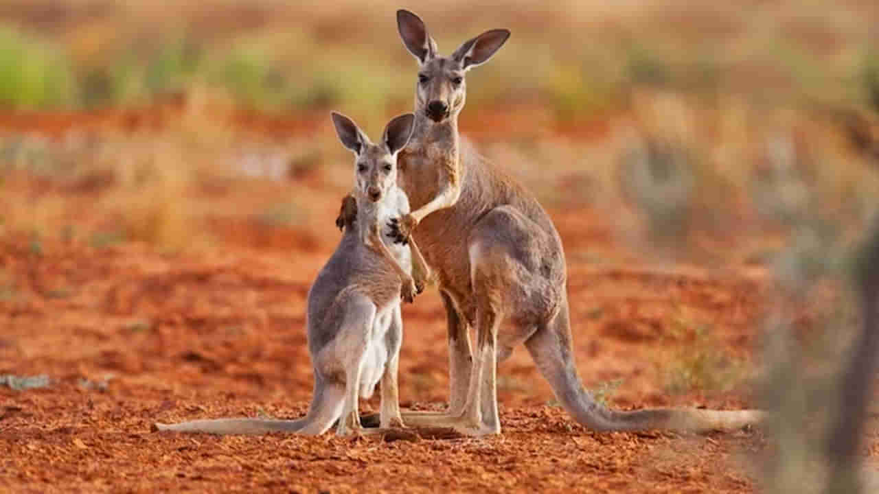 Kangaroo: కంగారూ జంతువులు ఆస్ట్రేలియాలోనే ఎందుకు కనిపిస్తాయో తెలుసా? పెద్ద చరిత్రే ఉంది..