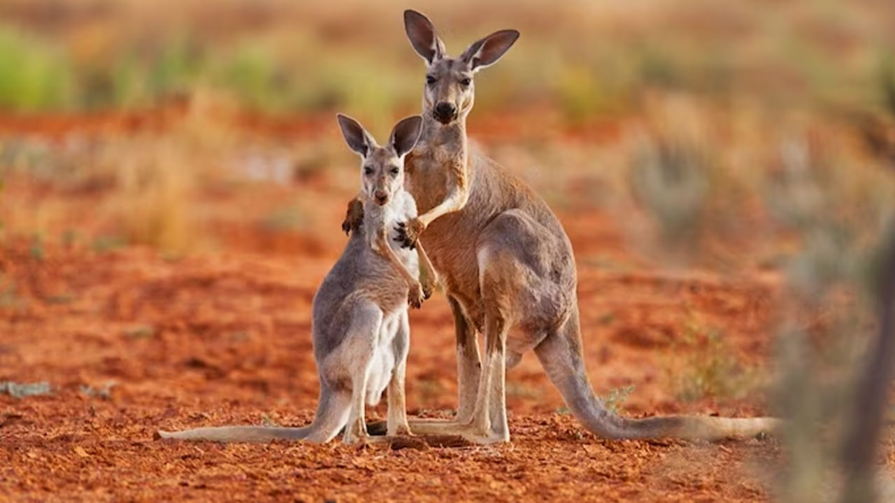 Kangaroo: 'కంగారూ' జంతువులు ఆస్ట్రేలియాలోనే ఎందుకు కనిపిస్తాయో తెలుసా? పెద్ద చరిత్రే ఉంది..