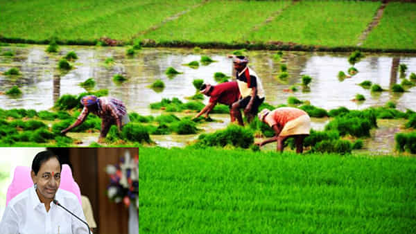 Telangana: కరువు తీరింది..! భారీ వర్షాలకు ప్రగతి భవన్లో విరిసిన గులాబి నవ్వులు