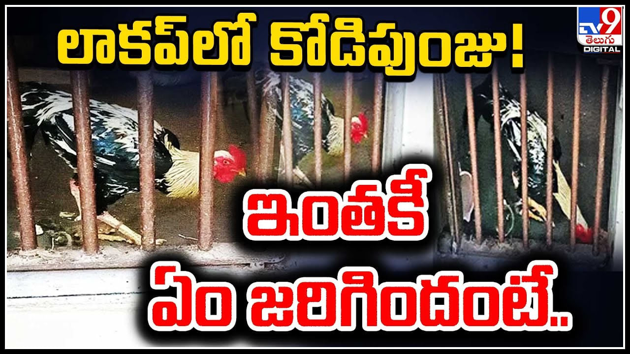 Viral Video: లాకప్‌లో కోడిపుంజు 😲😲.. ఇదేం విచిత్రం. దొంగ కాకుండానే జైల్లో..