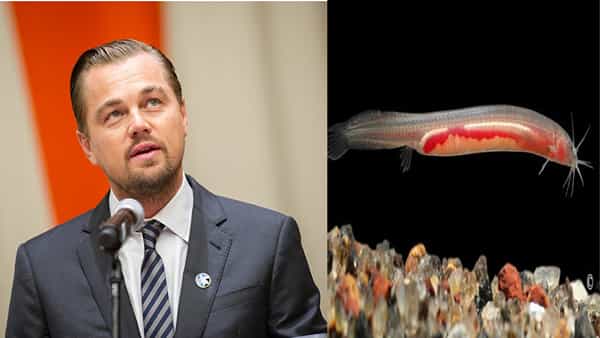 Leonardo DiCaprio: టైటానిక్ హీరో మనసు దోచుకున్న కేరళ చేప పిల్ల.. యాదృచ్చికమే అయినా అంత తేలిక కాదు