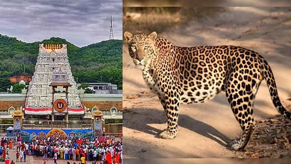 Tirumala: తిరుమలలో మరోసారి చిరుత పులి హల్చల్.. ‘బాలుడిపై దాడి’ ఘటన మరువక ముందే..