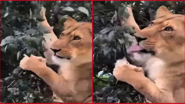 Watch: అయ్యో పాపం..! గడ్డి, ఆకులు తింటున్న సింహం.. అరుదైన వీడియో వైరల్