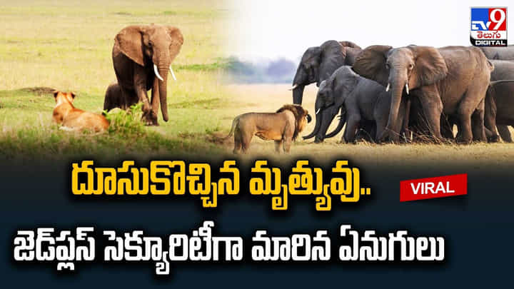 దూసుకొచ్చిన మృత్యువు.. జెడ్ప్లస్ సెక్యూరిటీగా మారిన ఏనుగులు దూసుకొచ్చిన మృత్యువు.. జెడ్ప్లస్ సెక్యూరిటీగా మారిన ఏనుగులు