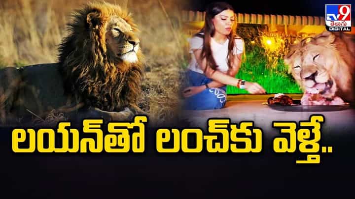 సింహంతో లంచ్ షేర్ చేసుకుంటున్న యువతి సింహంతో లంచ్ షేర్ చేసుకుంటున్న యువతి